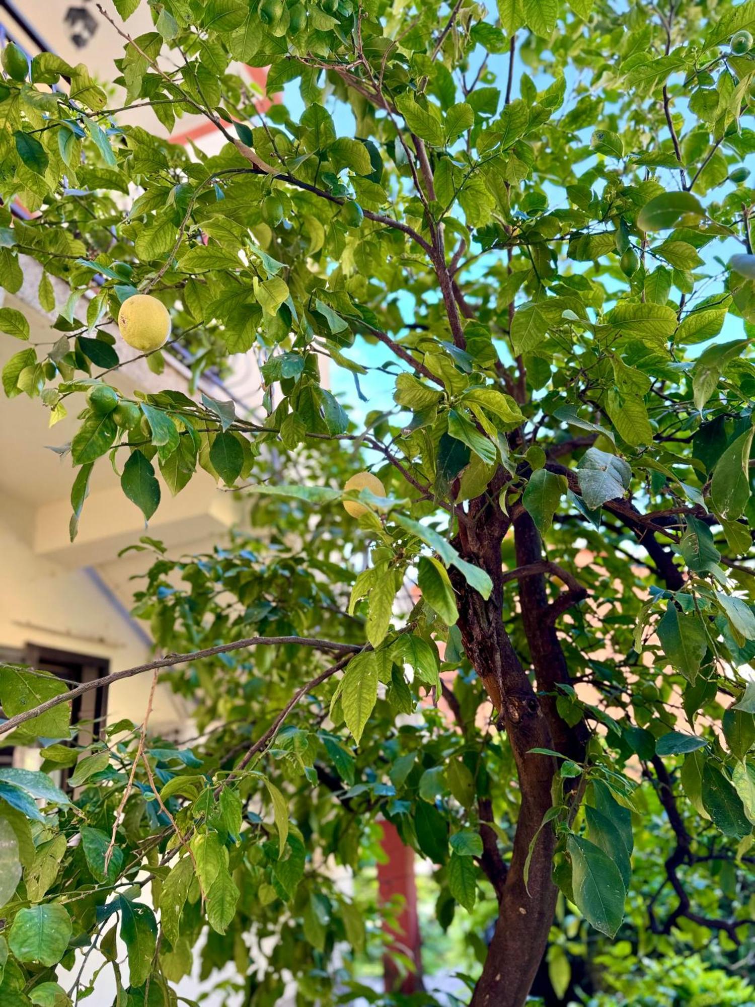 Harmony Garden *